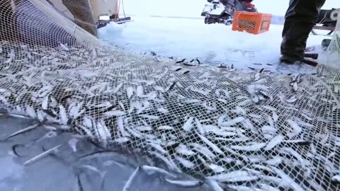 Amazing Ice Fishing - Fishing in Frozen Lake - Net Fishing skill in winter