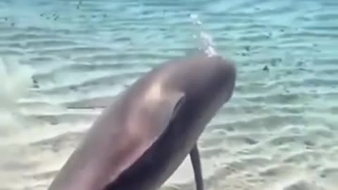 Playful Dolphin #shorts #viral #shortsvideo #video