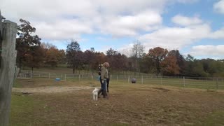 Liberty work with adorable 5 month old foal