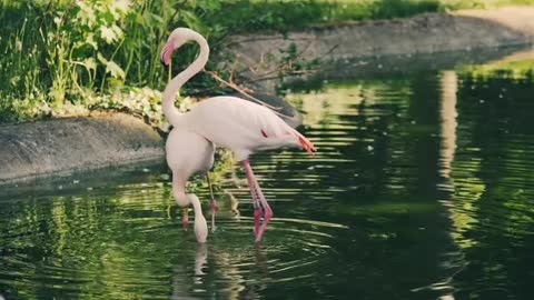 funny Flamingo - free video 24