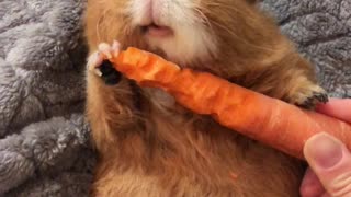 Guinea Pig Crunches Through Carrot