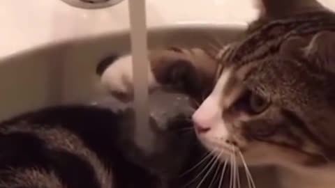 funny cat bath enjoy or surprise 😹 funny short video😂