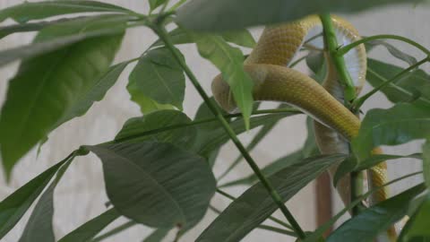 A Green Snake Crawling On Indoor Plants