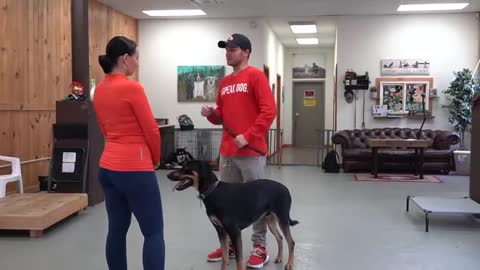 Having trouble with your dog watch this training video