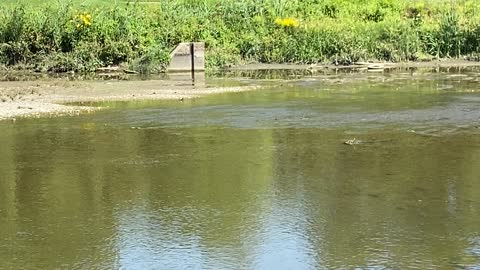 Kingfisher Humber River no cooperation