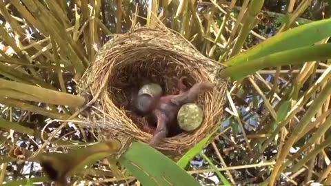 The cuckoo chick throws the rest of the eggs out of the nest for its own survival.