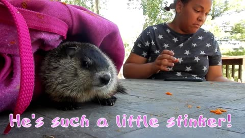 Baby Groundhog