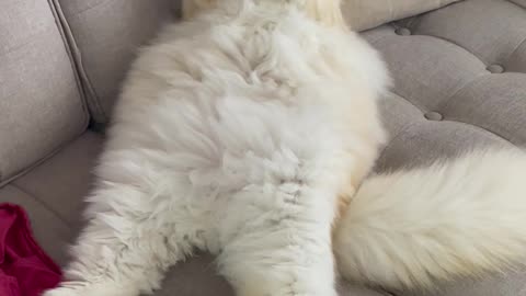 Chonky Cat Relaxes And Licks Tasty Paws