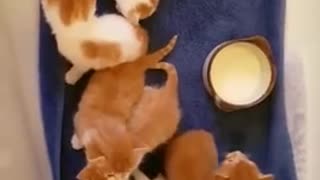 Funny Baby Cats