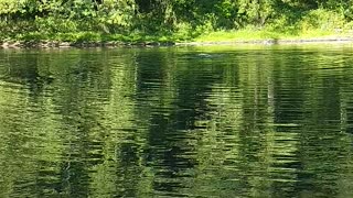 Swimming in the Westfield river