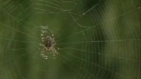 The Wood Spider - Nat'l Film Board of Canada