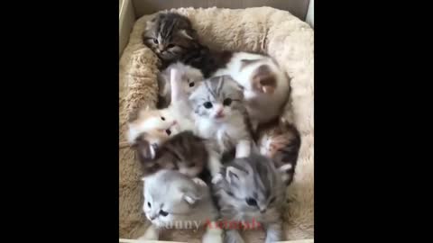 So many cute kittens videos compilation