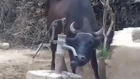 smart cow