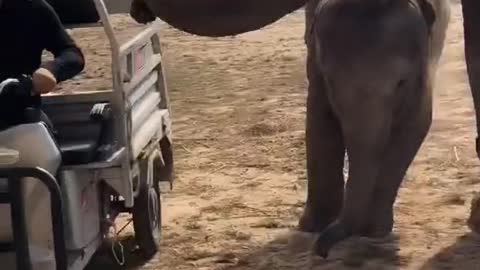 The breeder lures the elephant with food