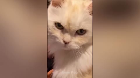 Top Funny & Crazy Cats Of 2021- Funny Cats Reaction Video| Aww Pets