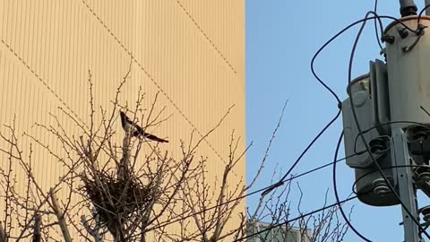 A magpie moving busily dropped a branch on my head.