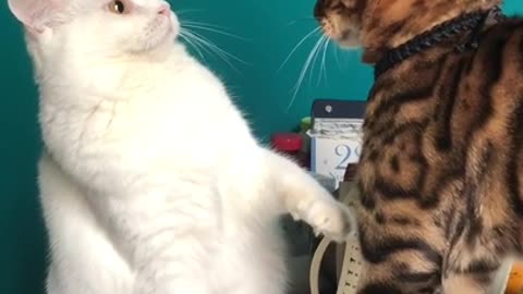 The cat wants to touch this cat, watch the cat react