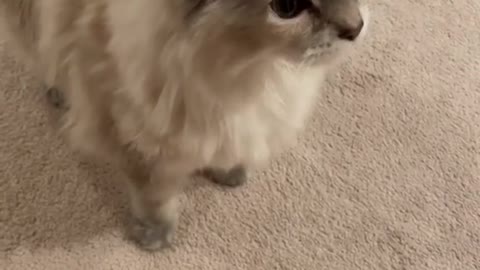 This cute little cat wanna play with his mom