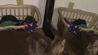 Kitten’s mirror battle