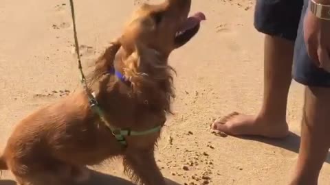 Cocker spaniel dog goes crazy when seeing beach for the first time