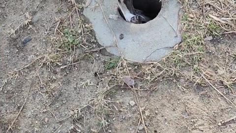 Samaritan Rescuing a Pigeon from a Sewer