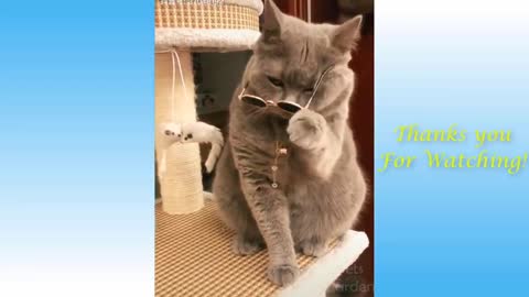 COMPILATION #3 - Cute Pets and Cats, Funny Animals Compilation - Pets Garden crazy puppies