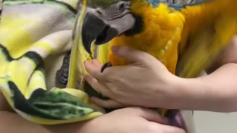 Beautiful Macaw wakes up from anesthesia and just wants to be cuddled!