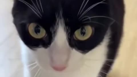 What!!! Very funny cats compilation😹😹😹