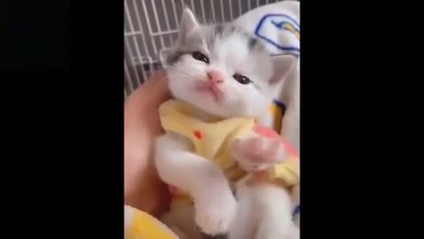 Heart Melting Cute and Funny Baby Pets Video!