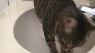 Gray cat trying to open bathroom door while on sink