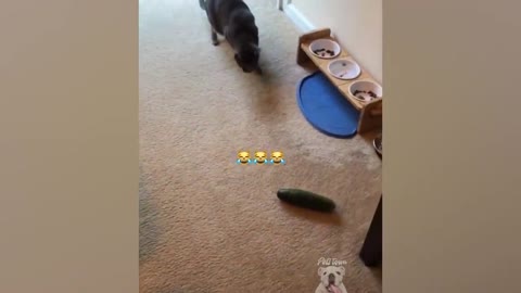 Cats scared of Cucumbers