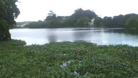 A beautiful weir filmed on the left side of the city, there is plants and fish [Nature & Animals]