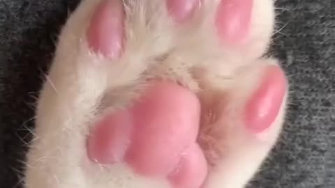 Cute Hand Cat | Cute doggies | Cute puppies | Cute puppy in the world..🐕🐕🐕🐕🐕 Cutepuppylover