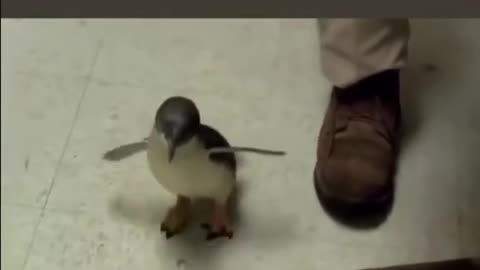 Baby Penguin 🐧 Being Tickled
