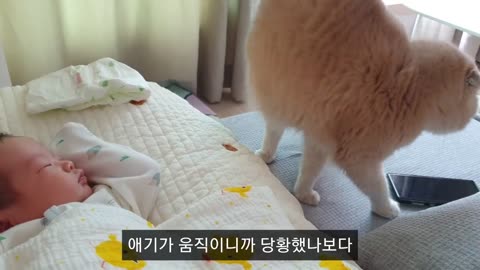 Cats' First Encounter with a Baby