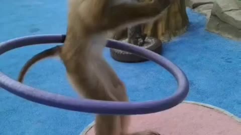 Talented Monkey Playy Circus