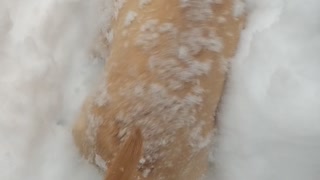 Fisher Goes Swimming in the Snow