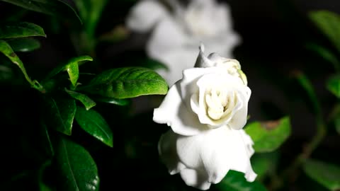 Time-Lapse of white gardenia blossom opening in sluggish movement