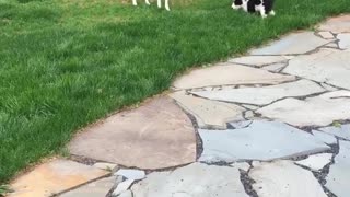 Dogs playing with each other in lawn