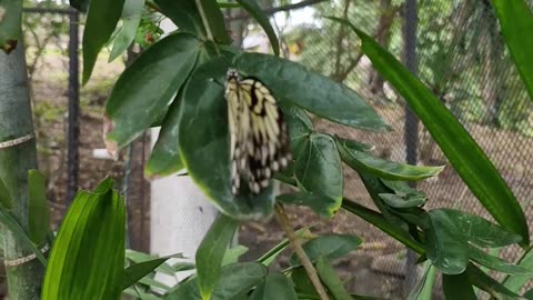 You are greeted by the fluttering of vibrant wings at the Butterfly Sanctuary, Zamboanga City.