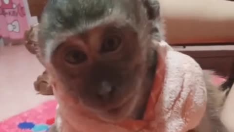 cute monkey cute cute funny