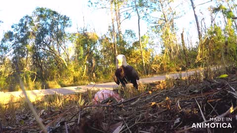 Bald Eagle in Coden, Alabama