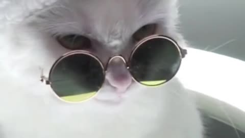 Most Stylish Cat Ever | Cats With Sunglasses & Ring Light