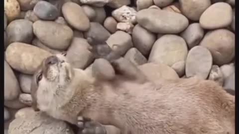 An otter that can do tricks