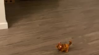 Cat toy (pretend kitten that meows)