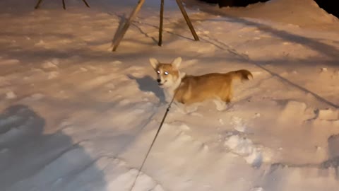 Happy corgi dog loves snow and winter part 2