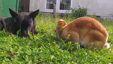 Puppy bonds with rabbit by eating grass together