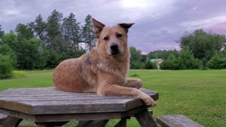 A lookout dog and a beautiful sunset