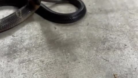 Baby Cobra tries hooding up! #short #shorts #cobra #animal #wildlife #snake #nature #reptiles