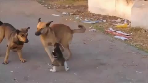 THIS IS ENTERTAINMENT VIDEO CAT AND DOG IN FIGHT ON RODE FUNNY VIDEO